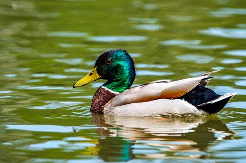 Free A colorful mallard duck swimming peacefully on a serene lake in Salzgitter, Germany. Stock Photo