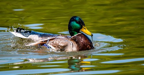 Free Captivating image of a mallard duck gliding through calm waters in Salzgitter, Germany. Stock Photo