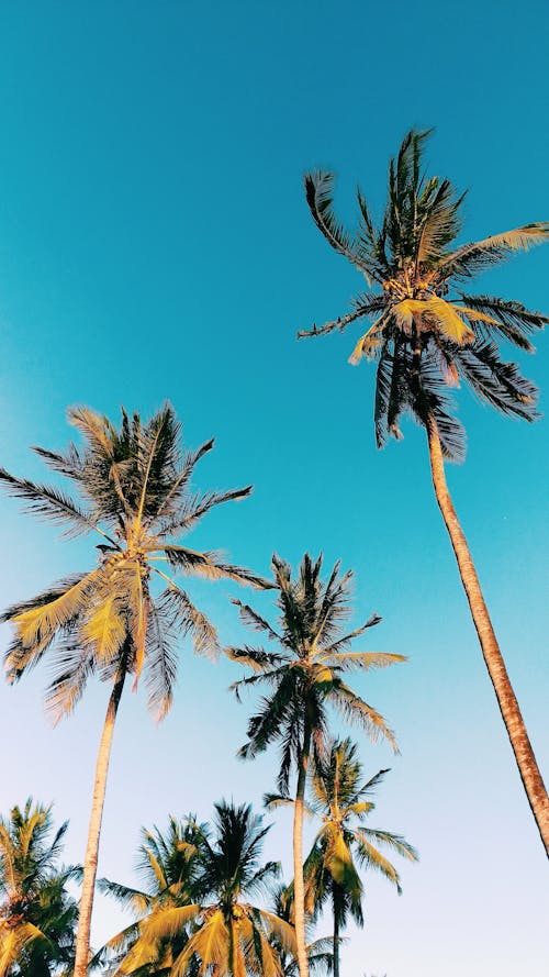 免费 湛蓝的天空下的棕榈树的低角度摄影 素材图片