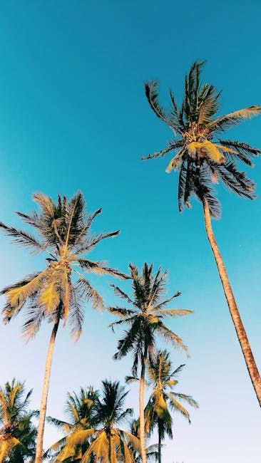 Coconut Trees on Brown Sand · Free Stock Photo