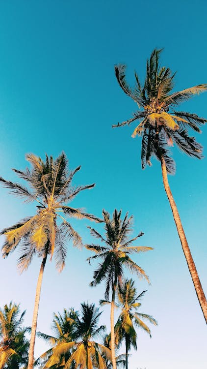 Low Angle Photography of Palm Trees Under Clear Blue Sky