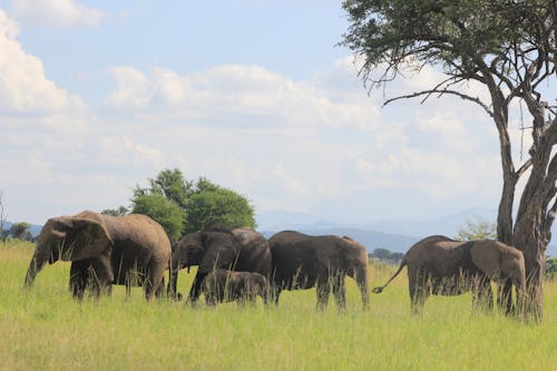 Free stock photo of africa, african elephant, elephant