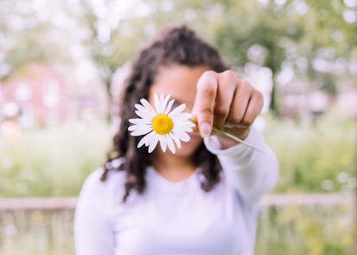 Free Photo of Person Holding White Daisy Stock Photo