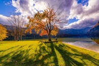 明亮的天空下，湖边一棵树的美丽秋景投下长长的阴影