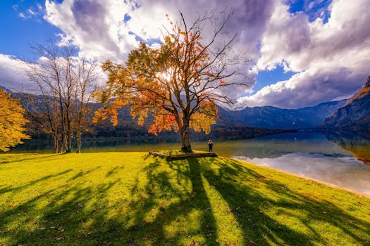 明亮的天空下，湖边一棵树的美丽秋景投下长长的阴影