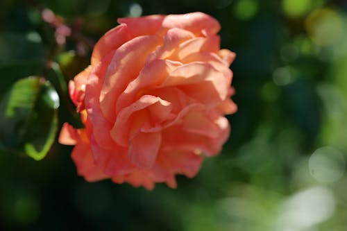 Foto profissional grátis de beleza, flores, folhas de rosa