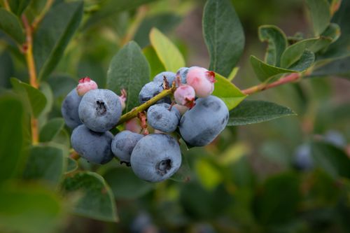 Free Close-up of ripe blueberries on a branch with green leaves, captured outdoors in North Carolina. Stock Photo