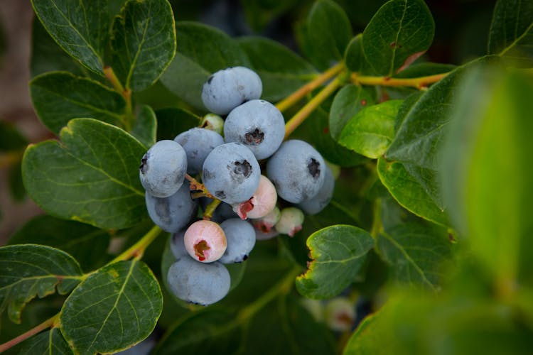 Blueberries Growing On Branch