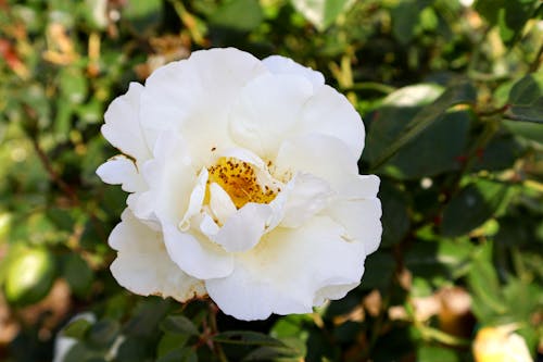 Бесплатное стоковое фото с pianta, primavera, белая роза