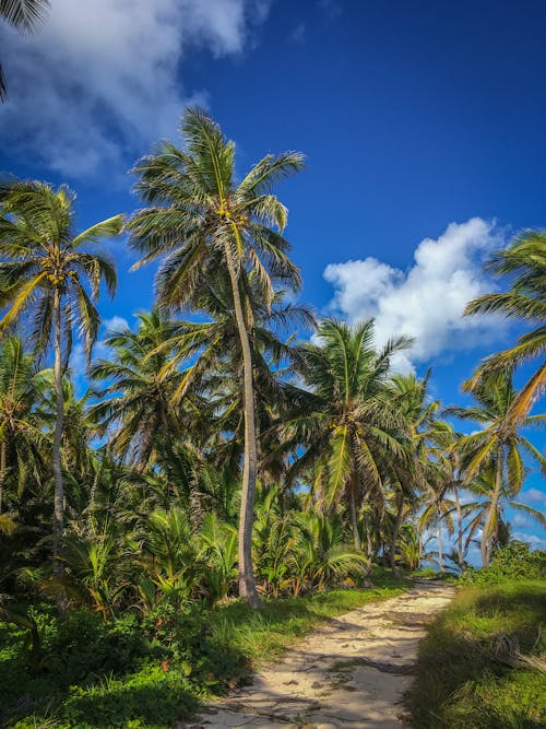 A dirt road surrounded by palm trees and blue sky