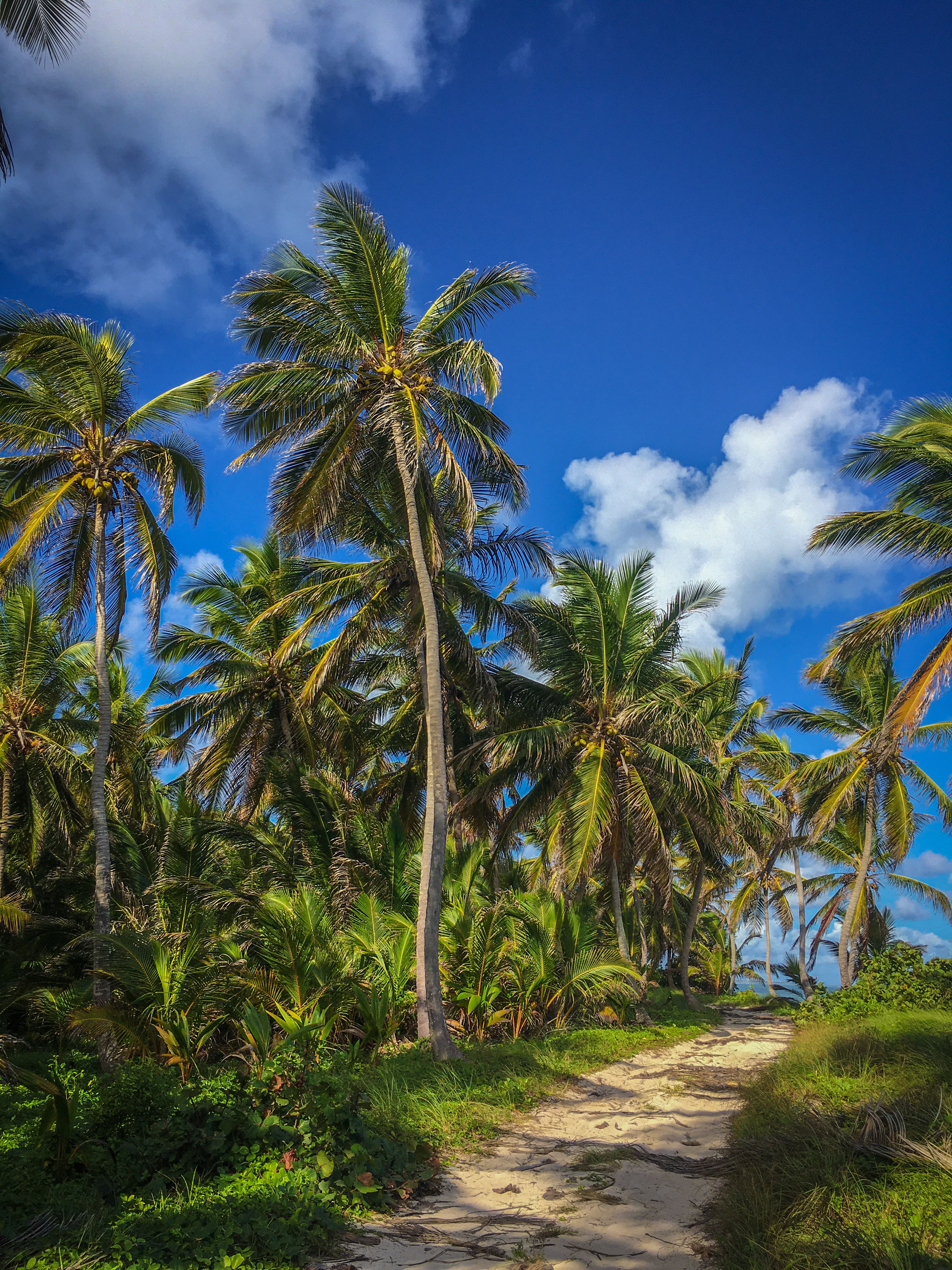 Photography of Dirt Road Surrounded by Trees · Free Stock Photo