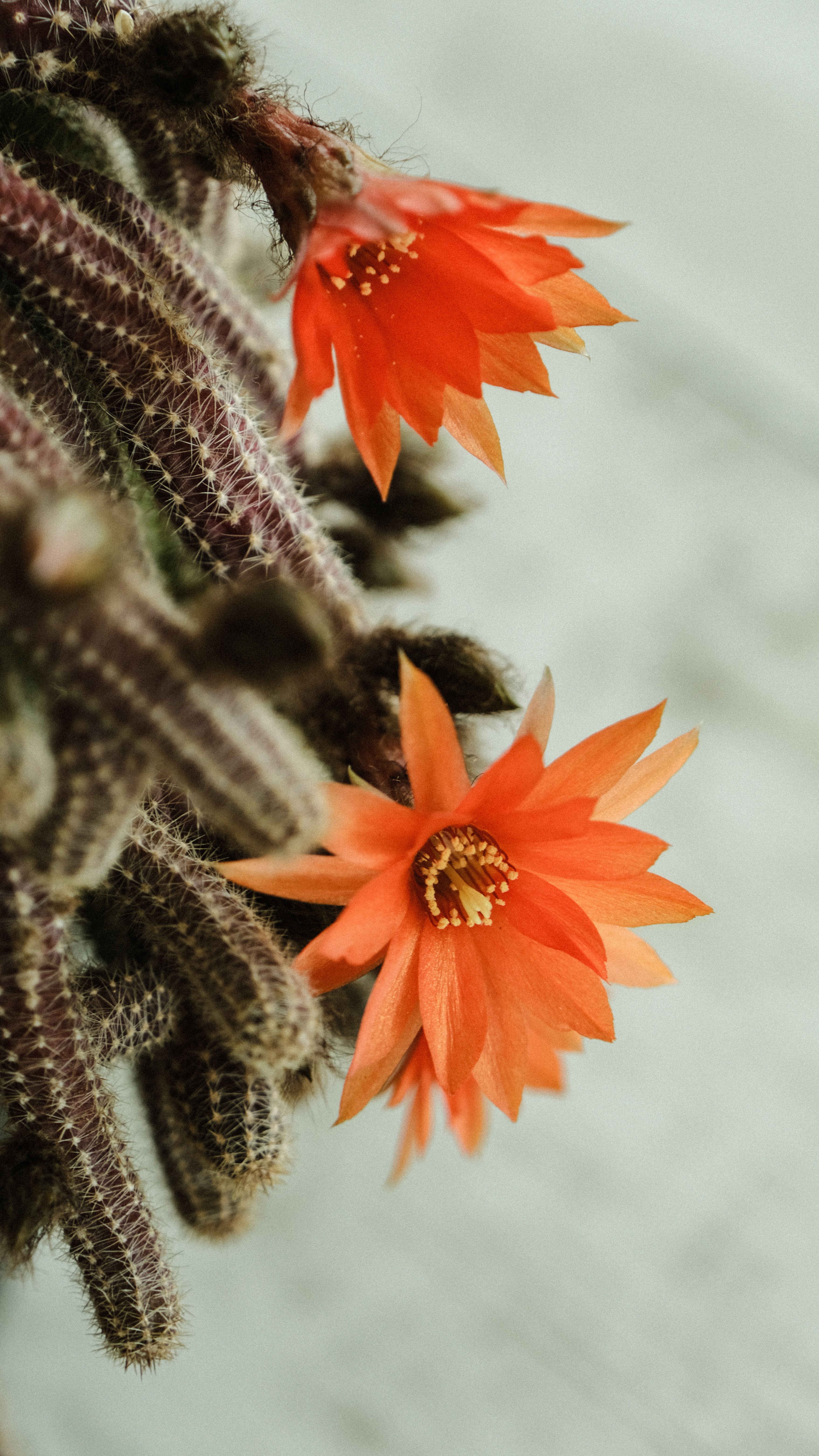 Cele mai bune 90.000+ fotografii cu tema Floare De Cactus  Descrcare 100%  gratuit  Fotografii de stoc Pexels
