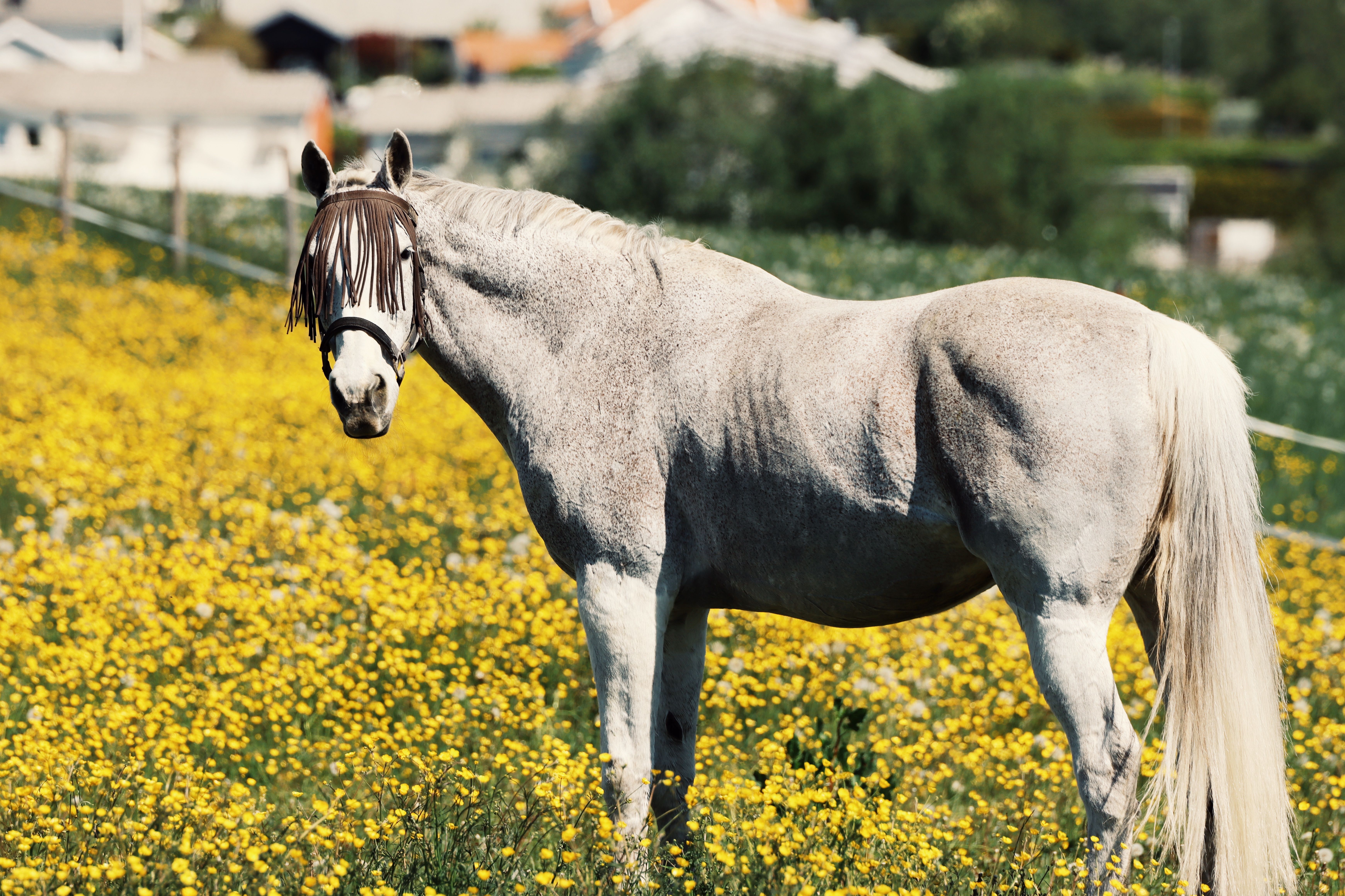 White horse standing in a vibrant yellow flower field in Jönköping, Sweden.