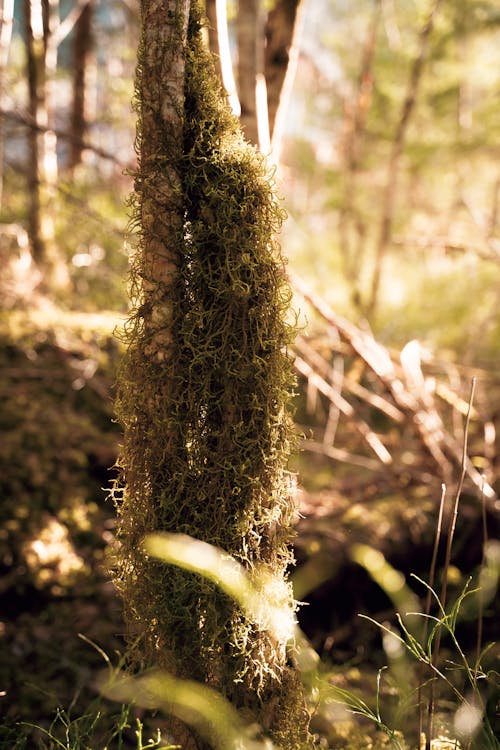 Tree with moss