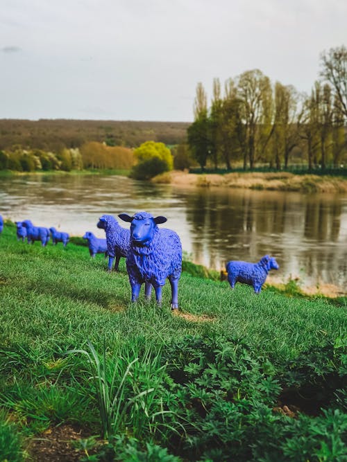 Blue sheep in front of a river