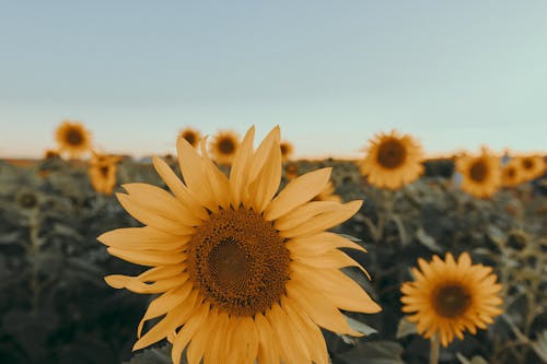 Nahaufnahmefoto Der Sonnenblume