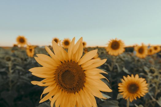 A close-up view of a sunflower in bloom, capturing the warm tones of nature.