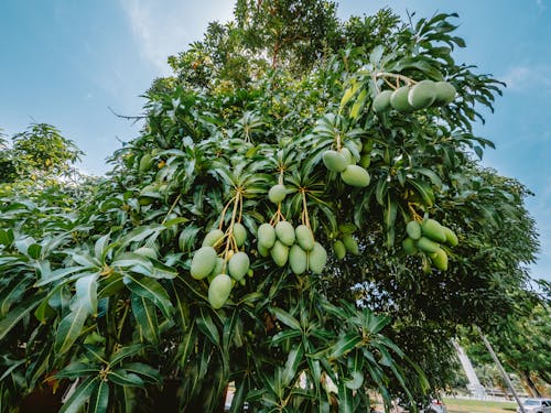 Mango clusters