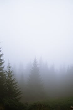 A misty evergreen forest shrouded in fog creating a serene and mysterious atmosphere.