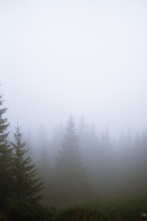 Free A misty evergreen forest shrouded in fog creating a serene and mysterious atmosphere. Stock Photo