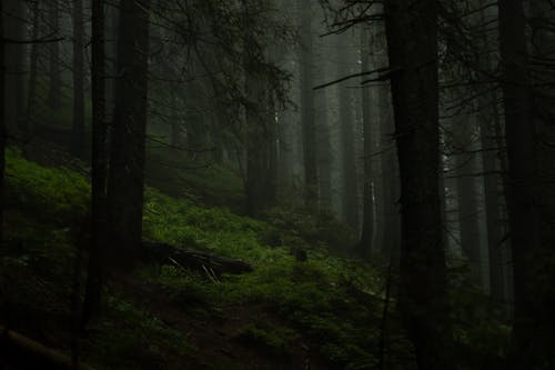 Темный, туманный лес с густыми деревьями и пышным зеленым подлеском.