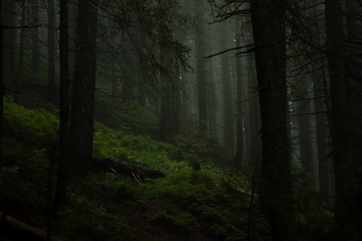 Captivating image of a dark, evergreen forest shrouded in mist, evoking mystery and tranquility.