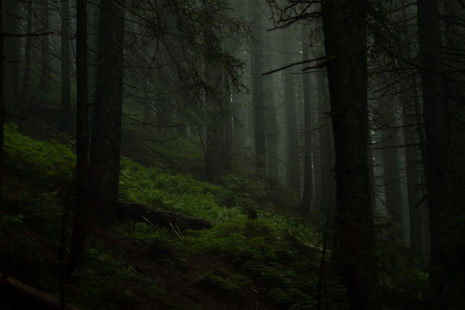Dark evergreen forest shrouded in mist — evoking the depth and confrontational nature of the ibogaine ceremony experience
