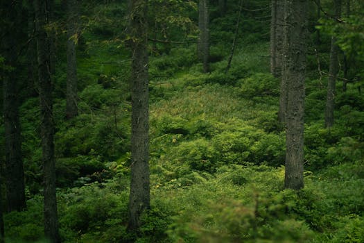 Image by Anastasia Sidorova