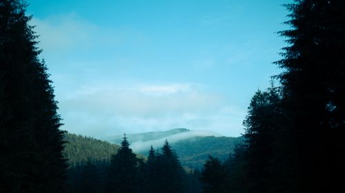 Free Tranquil forest scene with mist over distant mountains under a clear blue sky. Stock Photo