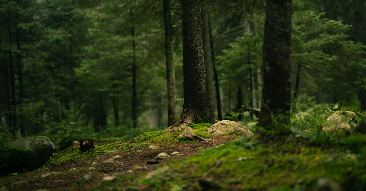 The Essential Guide to Forest Bathing