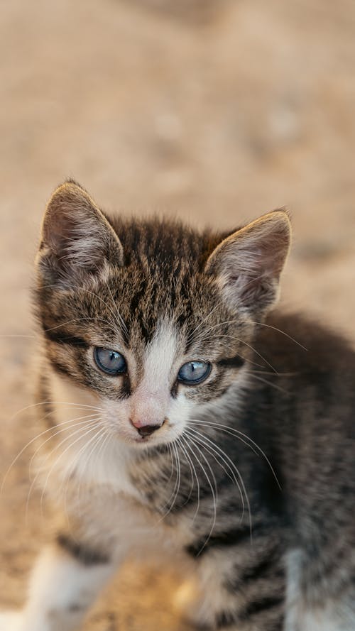 Foto d'estoc gratuïta de animal, bebè, bigoti