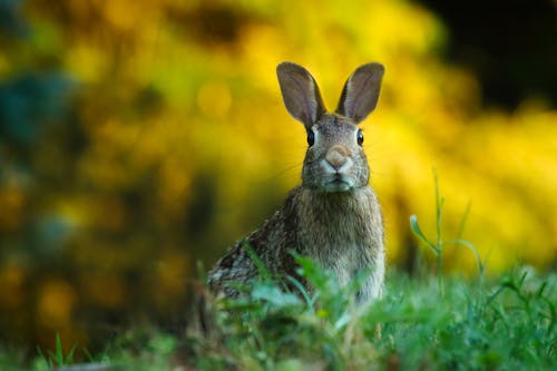 бесплатная Крупный план кролика на поле Стоковое фото