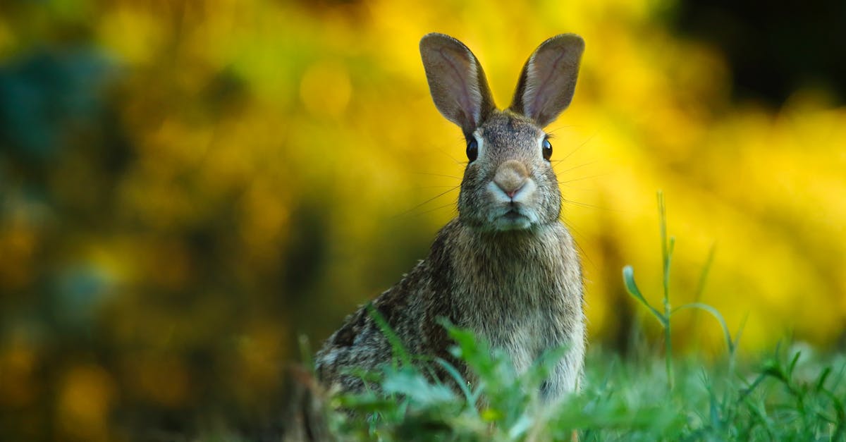 Care este durata de viață a unui iepure francez Lop?
