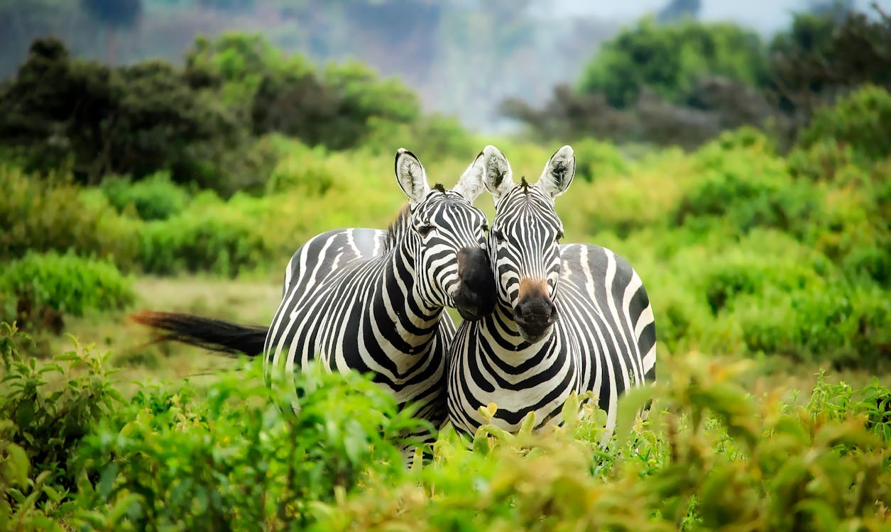 Free Zebras on Zebra Stock Photo