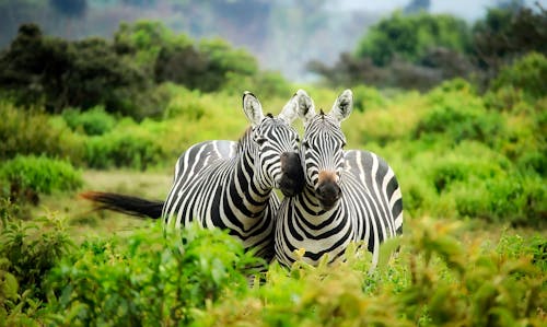 Zebra's Op Zebra