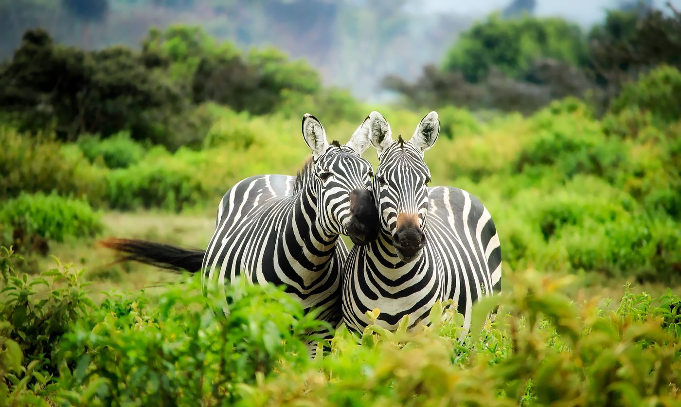 East Africa earns $7.7bn from tourism. Up to 60% leaves the region.