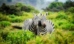 Zebras on Zebra