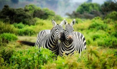 Latest Wildlife Highlights