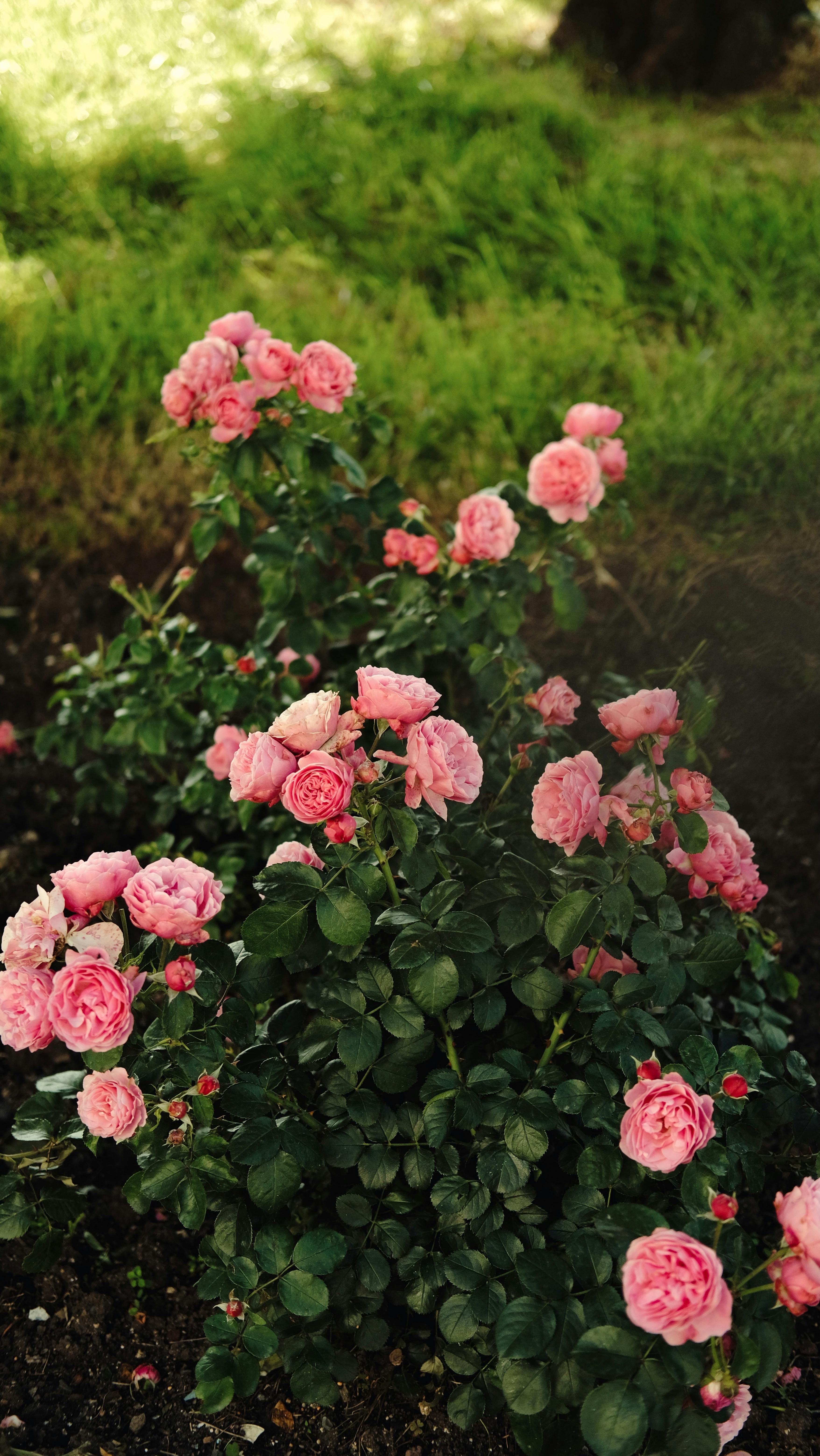 [ColoSach]-vibrant-pink-roses-blooming-in-a-lush-garden-setting,-capturing-nature's-beauty.
