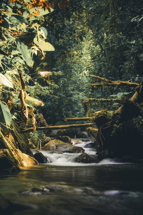 Ecuadorian jungle