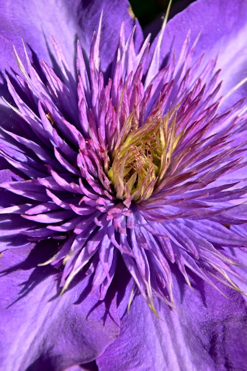 Hermosa Flor De Clemátide De Primavera Púrpura
