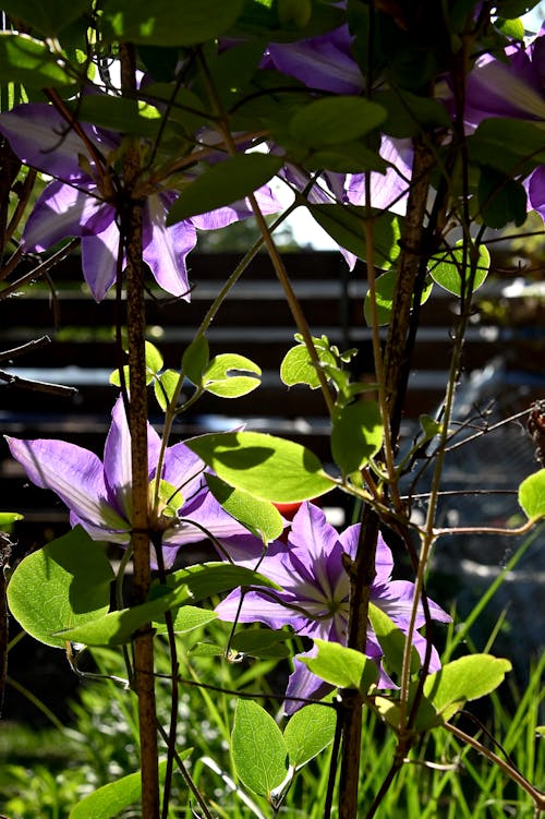beautiful purple spring clematis flower