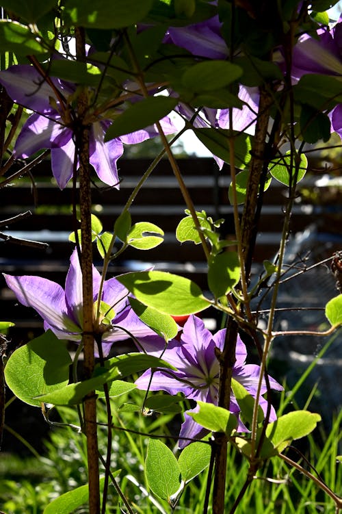 Ilmainen kuvapankkikuva tunnisteilla botaniikka, clematis kukka, clematis-kukat