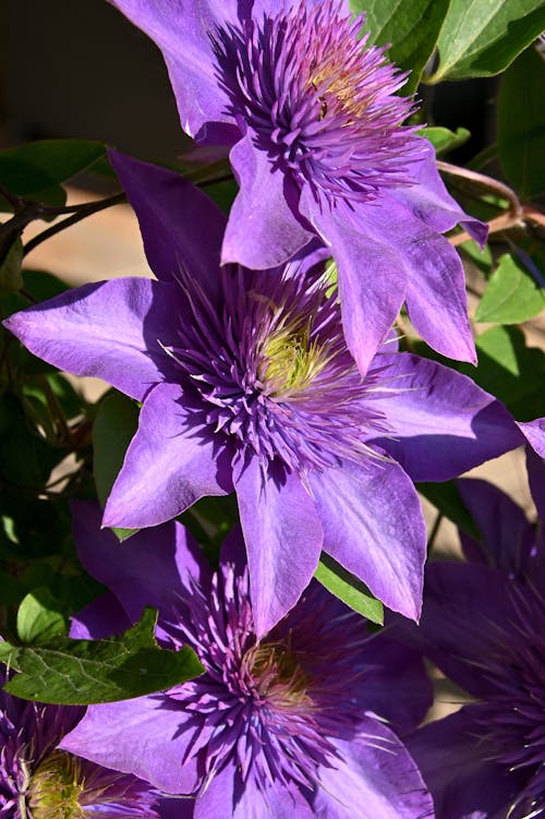 Ilmainen kuvapankkikuva tunnisteilla botaniikka, clematis kukka, clematis-kukat