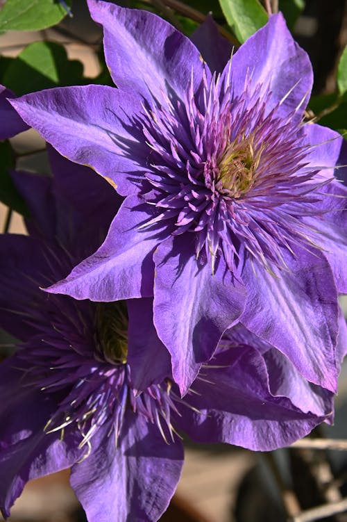 beautiful purple spring clematis flower