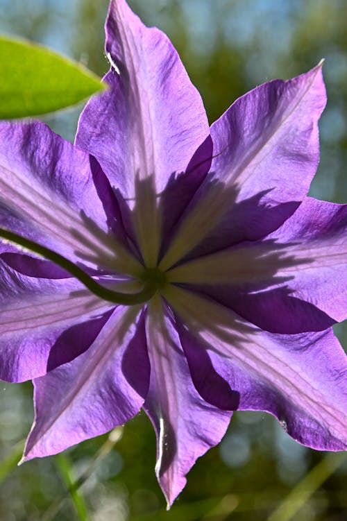 Fotobanka s bezplatnými fotkami na tému botanický, botanika, clematis kvet