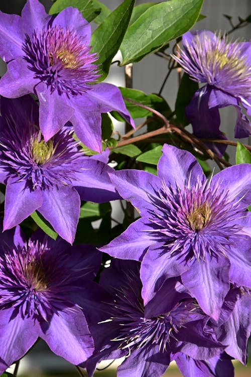 Fotobanka s bezplatnými fotkami na tému botanický, botanika, clematis kvet