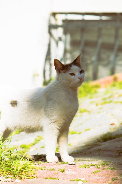 Free stock photo of white cat