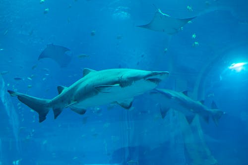 Fotos de stock gratuitas de acuario, acuático, animal