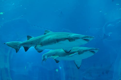 คลังภาพถ่ายฟรี ของ ฉลาม, ฉลามใต้น้ำ, ชีวิตทางทะเล
